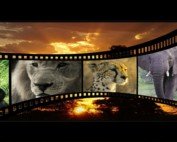 Tierisches Automatenfieber