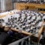 spd abgeordneter zockt online slots im landtag