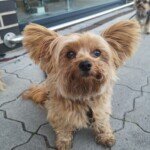 Gismo83